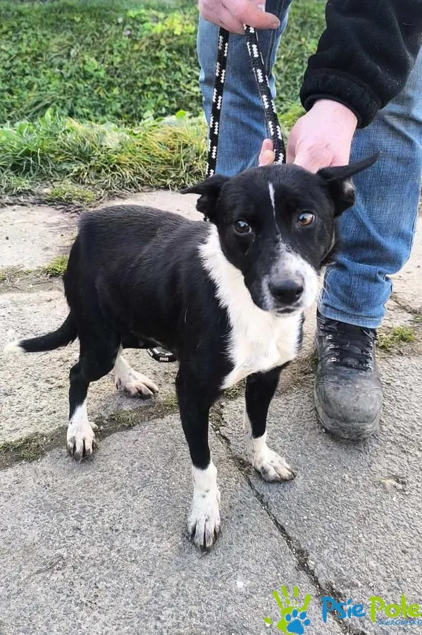 Pies do adopcji, Racławice, 12 grudnia 2025 (2/2)