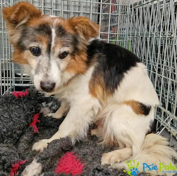 Pies do adopcji, Racławice, 16 grudnia 2025 (2/2)