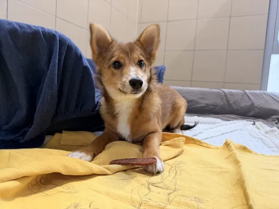 Pies do adopcji, Kraków, 3 grudnia 2025