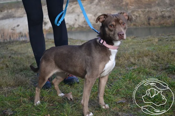 Pies do adopcji, Chełmek, 18 listopada 2025