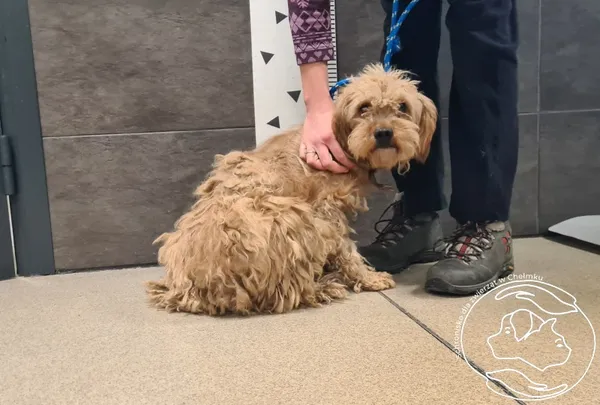 Znaleziono psa, Chełmek, 17 grudnia 2025