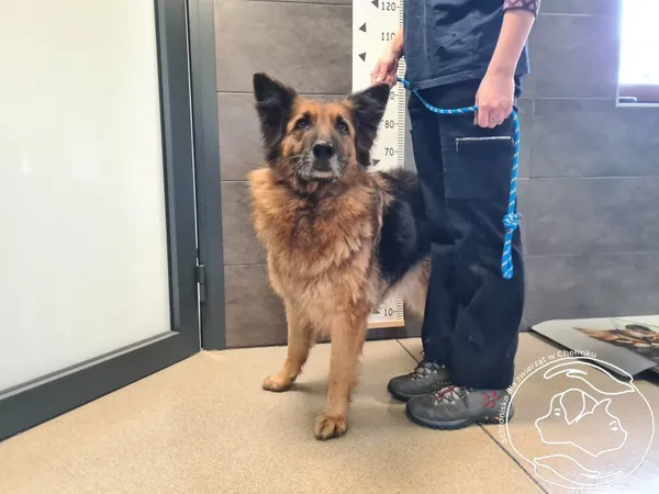 Znaleziono psa, Chełmek, 17 grudnia 2025