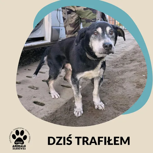 Znaleziono psa, Dąbrówka, 17 grudnia 2025
