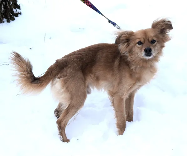 Znaleziono psa, Pieckowo, 16 grudnia 2025 (1/5)