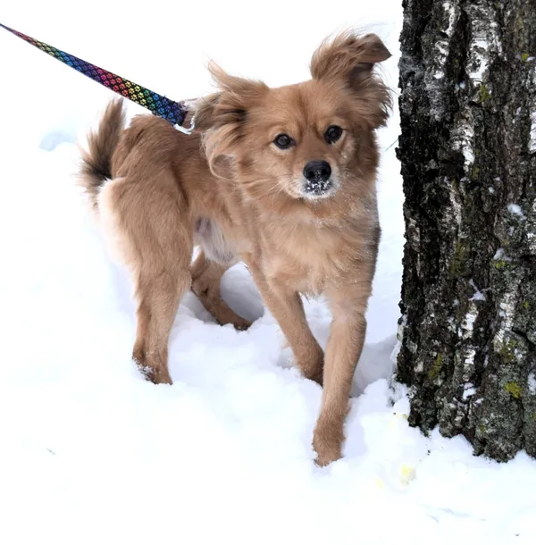 Znaleziono psa, Pieckowo, 16 grudnia 2025 (2/5)