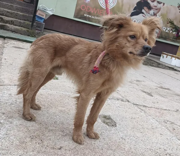 Znaleziono psa, Pieckowo, 16 grudnia 2025 (4/5)