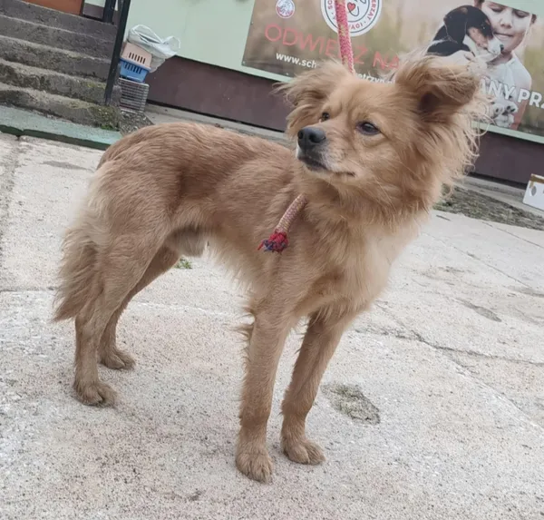 Znaleziono psa, Pieckowo, 16 grudnia 2025 (5/5)