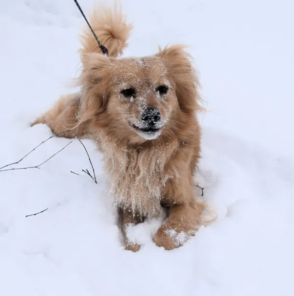 Znaleziono psa, Pieckowo, 16 grudnia 2025 (1/5)