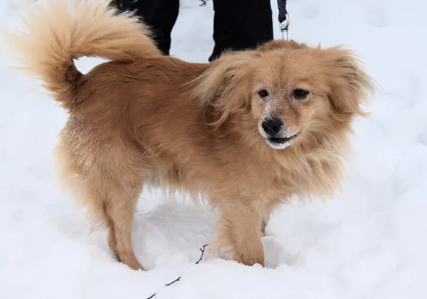 Znaleziono psa, Pieckowo, 16 grudnia 2025 (2/5)