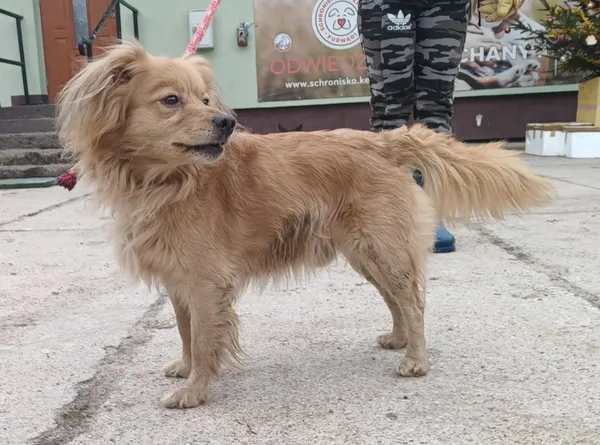 Znaleziono psa, Pieckowo, 16 grudnia 2025 (5/5)