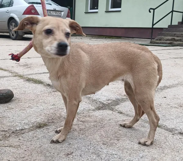 Znaleziono psa, Pieckowo, 16 grudnia 2025 (1/3)