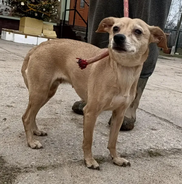 Znaleziono psa, Pieckowo, 16 grudnia 2025 (2/3)