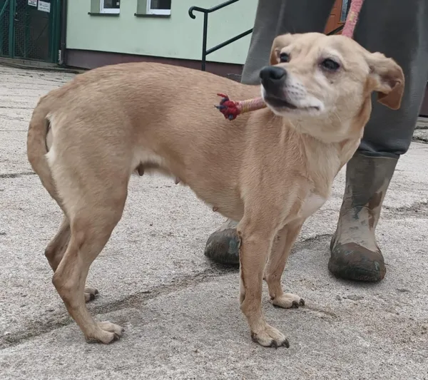 Znaleziono psa, Pieckowo, 16 grudnia 2025 (3/3)