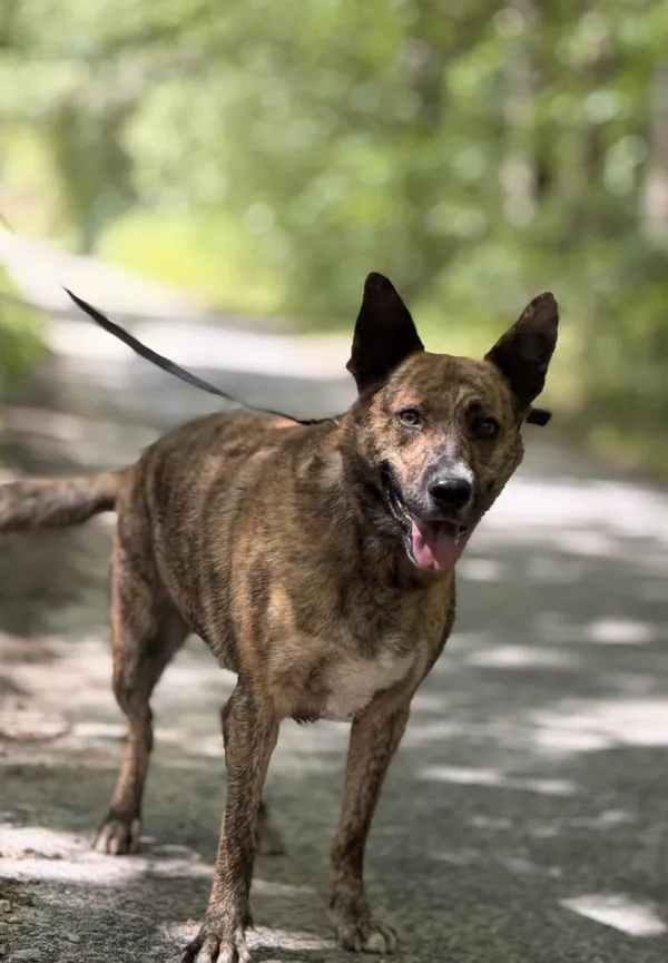 Pies do adopcji, Dłużyna Górna, 18 grudnia 2025 (5/5)