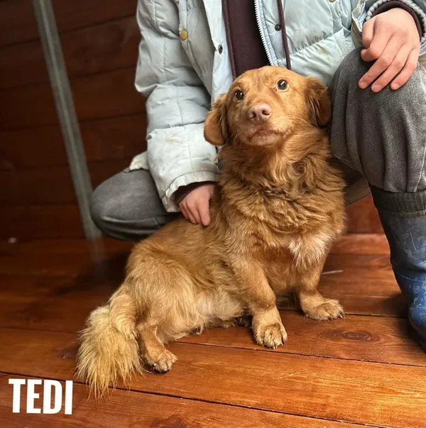 Pies do adopcji, Rytlów, 18 grudnia 2025