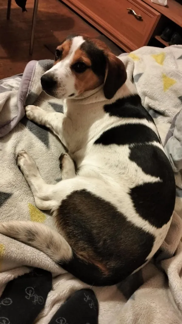 Zaginął pies, Przedbórz, 18 grudnia 2025 (2/2)