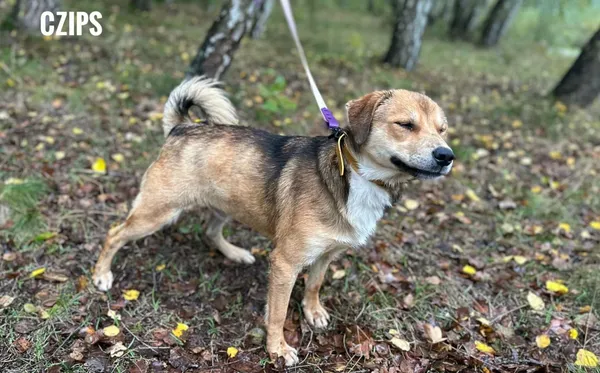 Pies do adopcji, Rytlów, 18 grudnia 2025