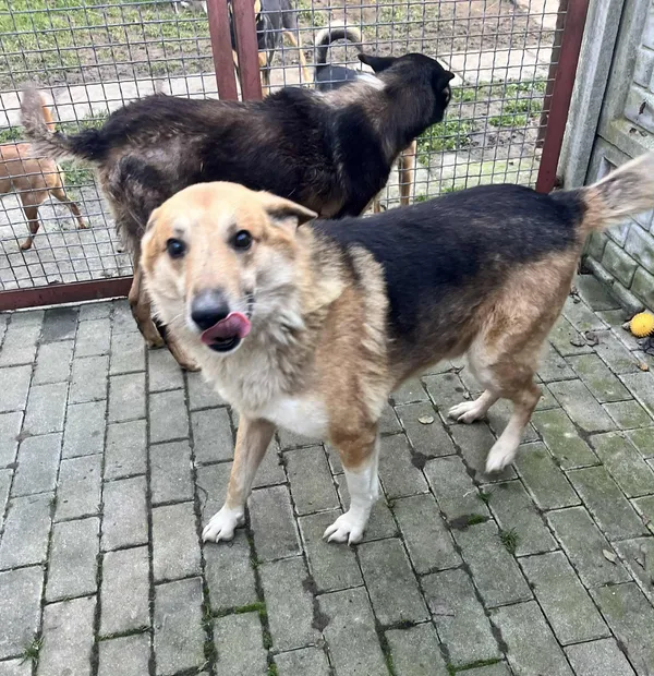 Pies do adopcji, Orzechowce, 16 grudnia 2025 (3/5)