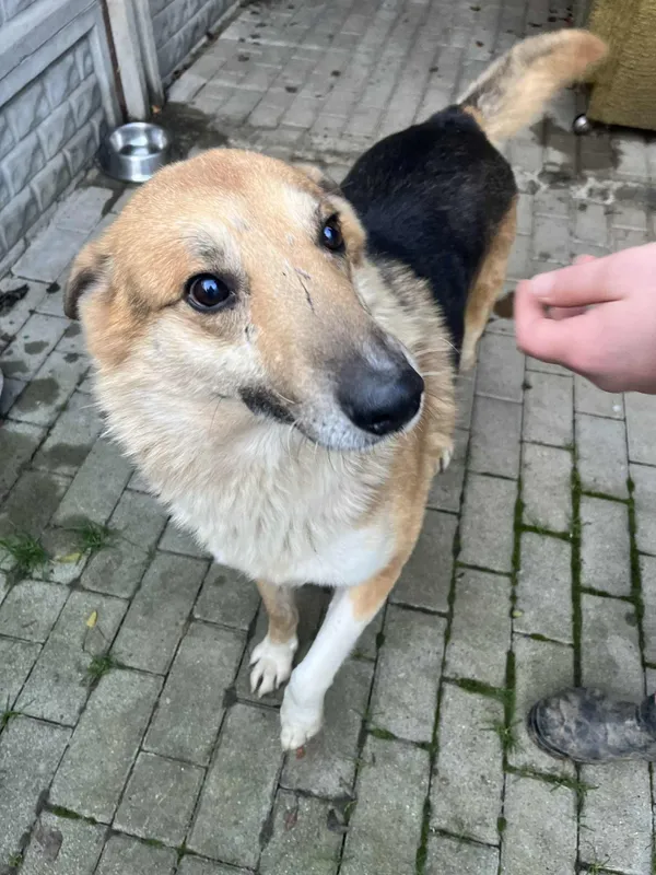 Pies do adopcji, Orzechowce, 16 grudnia 2025 (4/5)