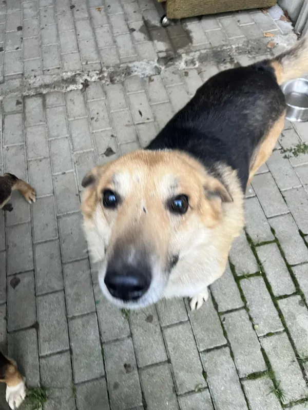 Pies do adopcji, Orzechowce, 16 grudnia 2025 (5/5)