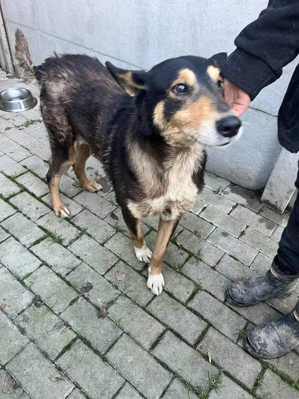 Pies do adopcji, Orzechowce, 16 grudnia 2025 (1/5)