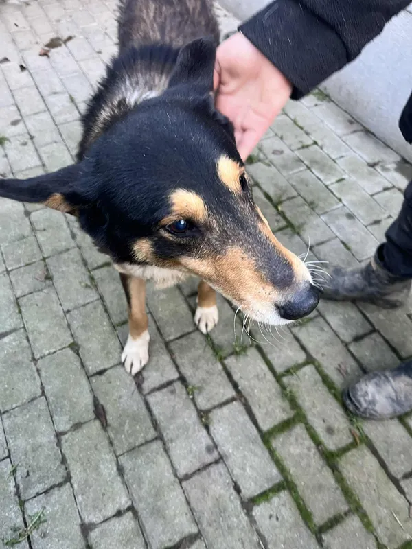 Pies do adopcji, Orzechowce, 16 grudnia 2025 (3/5)