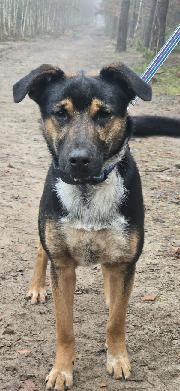 Pies do adopcji, Oborniki, 8 listopada 2025 (3/3)