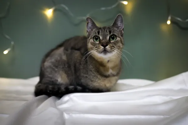 Znaleziono kota, Sosnowiec, 2 grudnia 2025 (2/5)