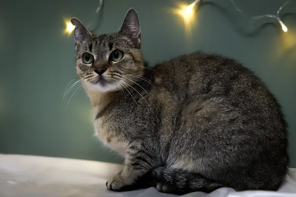 Znaleziono kota, Sosnowiec, 2 grudnia 2025 (3/5)