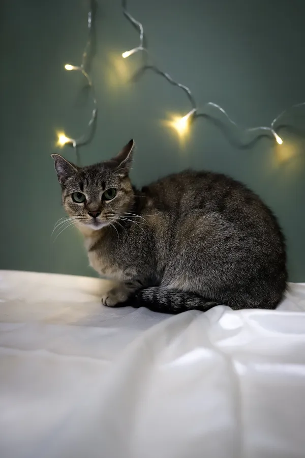 Znaleziono kota, Sosnowiec, 2 grudnia 2025 (5/5)