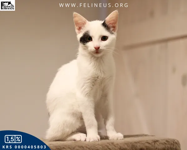 Kot do adopcji, Rzeszów, 19 grudnia 2025 (2/6)