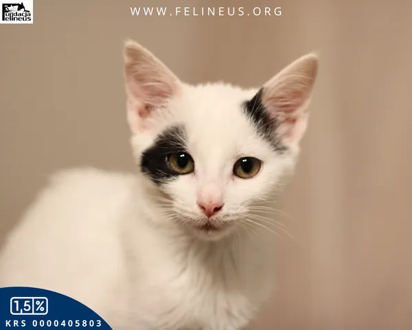 Kot do adopcji, Rzeszów, 19 grudnia 2025 (3/6)