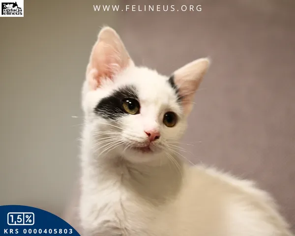 Kot do adopcji, Rzeszów, 19 grudnia 2025 (4/6)