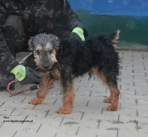 Pies do adopcji, Nowy Dwór Mazowiecki, 18 grudnia 2025 (1/5)