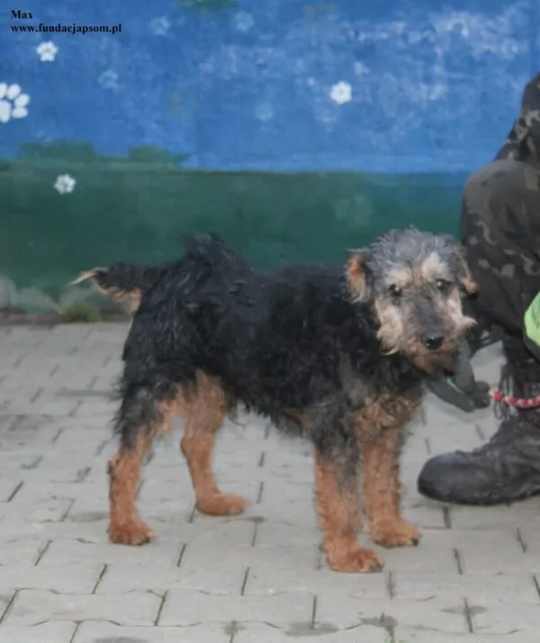 Pies do adopcji, Nowy Dwór Mazowiecki, 18 grudnia 2025 (2/5)