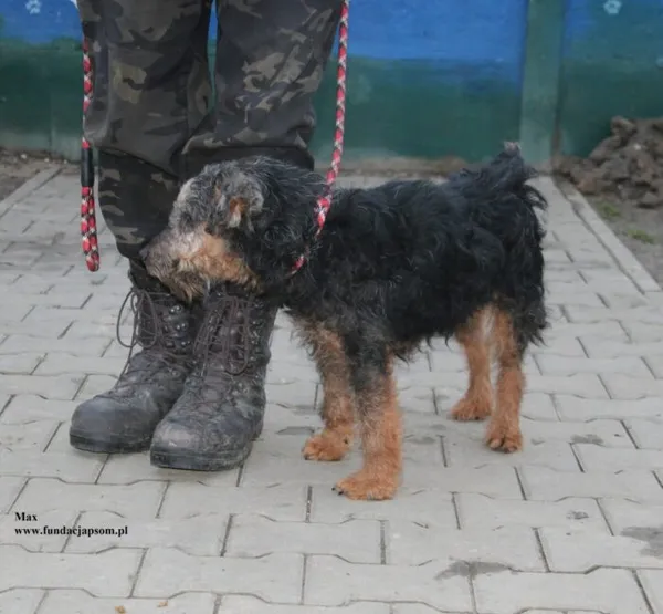 Pies do adopcji, Nowy Dwór Mazowiecki, 18 grudnia 2025 (3/5)