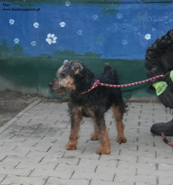 Pies do adopcji, Nowy Dwór Mazowiecki, 18 grudnia 2025 (4/5)