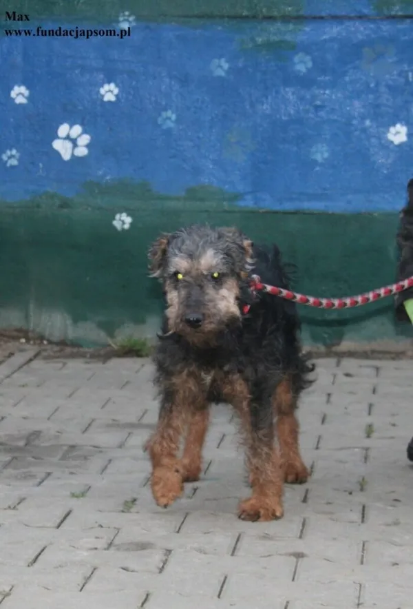 Pies do adopcji, Nowy Dwór Mazowiecki, 18 grudnia 2025 (5/5)