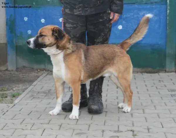 Pies do adopcji, Nowy Dwór Mazowiecki, 18 grudnia 2025 (1/5)