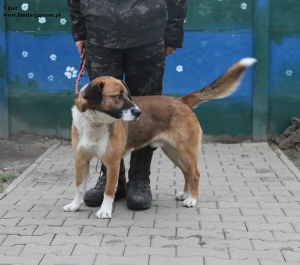 Pies do adopcji, Nowy Dwór Mazowiecki, 18 grudnia 2025 (2/5)