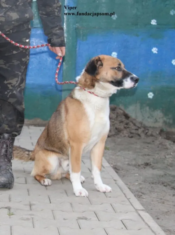 Pies do adopcji, Nowy Dwór Mazowiecki, 18 grudnia 2025 (4/5)