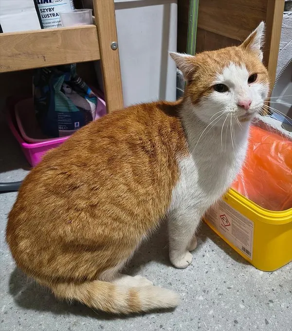 Znaleziono kota, Racibórz, 17 grudnia 2025