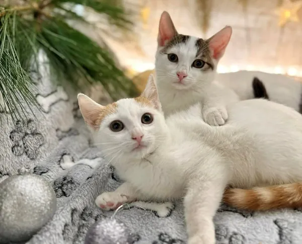 Kot do adopcji, Głowno, 18 listopada 2025 (1/5)