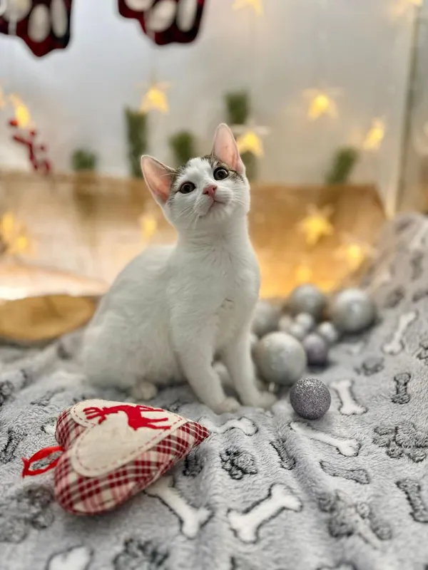 Kot do adopcji, Głowno, 18 listopada 2025 (3/5)