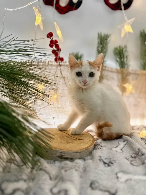 Kot do adopcji, Głowno, 18 listopada 2025 (4/5)