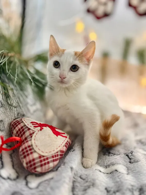 Kot do adopcji, Głowno, 18 listopada 2025 (5/5)