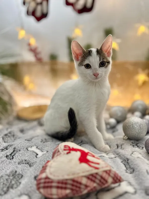 Kot do adopcji, Głowno, 18 listopada 2025 (1/2)