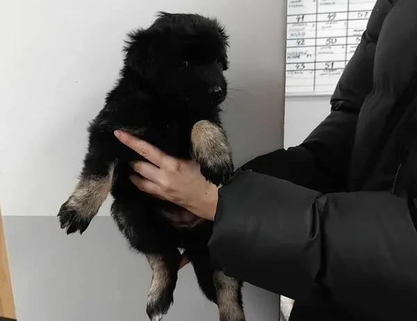 Znaleziono psa, Toruń, 17 grudnia 2025