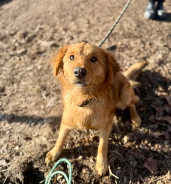 Pies do adopcji, Jelenia Góra, 12 grudnia 2025 (3/3)