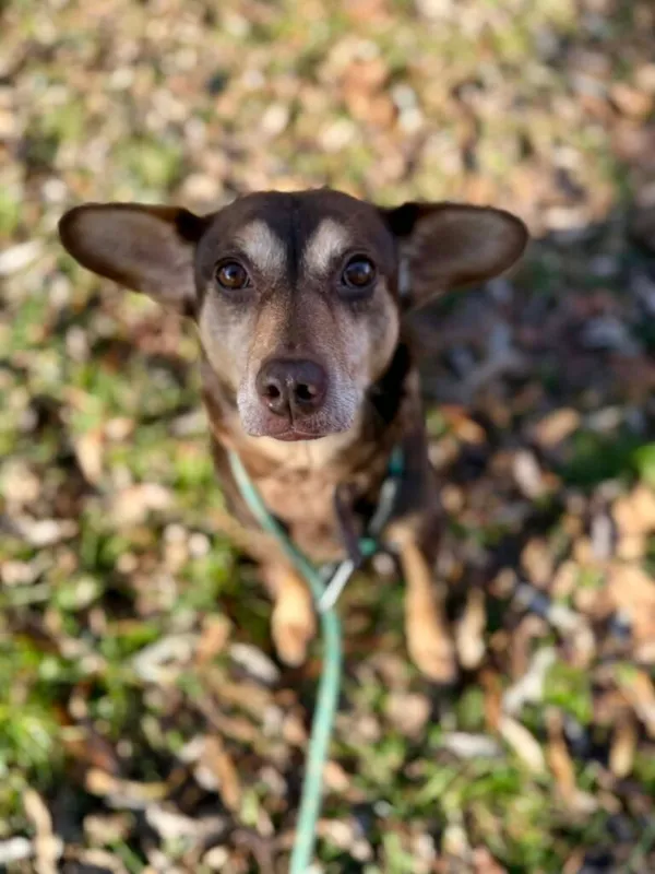 Pies do adopcji, Jelenia Góra, 22 listopada 2025 (1/4)